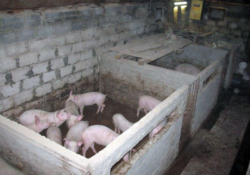 Свинарника для вьетнамских свиней своими руками Свинарника для вьетнамских свиней своими руками